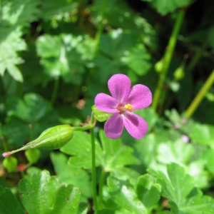 Photographie n°60086 du taxon Geranium lucidum L.