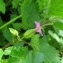  Catherine MAHYEUX - Geranium lucidum L.