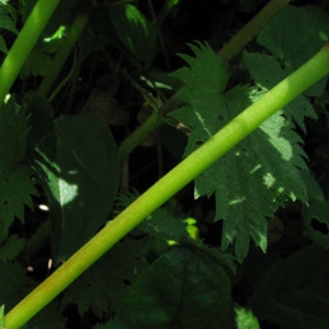 Photographie n°60088 du taxon Geranium lucidum L.