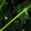  Catherine MAHYEUX - Geranium lucidum L.