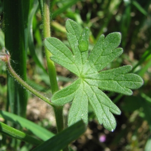 Photographie n°60091 du taxon Geranium molle L.