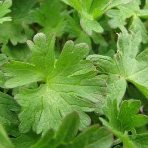 Photographie n°60092 du taxon Geranium molle L. [1753]