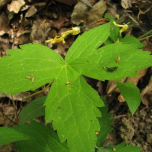 Photographie n°60097 du taxon Geranium nodosum L.