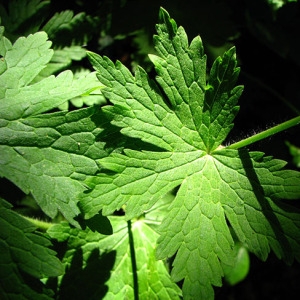 Photographie n°60102 du taxon Geranium phaeum L.