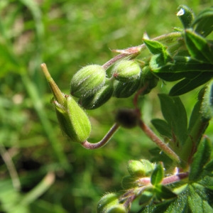 Photographie n°60109 du taxon Geranium pyrenaicum Burm.f.