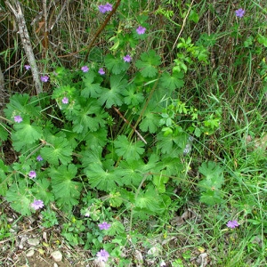 Photographie n°60110 du taxon Geranium pyrenaicum Burm.f.