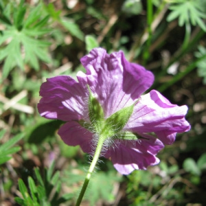 Photographie n°60113 du taxon Geranium sanguineum L. [1753]