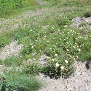 Photographie n°60134 du taxon Hieracium intybaceum All. [1773]