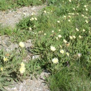 Photographie n°60135 du taxon Hieracium intybaceum All. [1773]