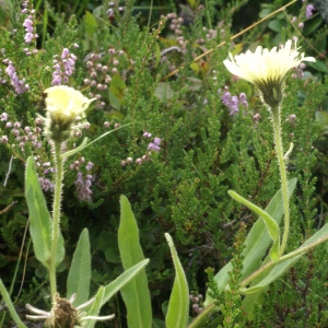 Photographie n°60138 du taxon Hieracium intybaceum All. [1773]