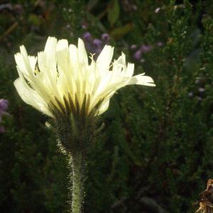 Photographie n°60141 du taxon Hieracium intybaceum All. [1773]