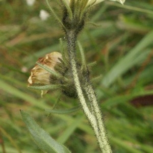 Photographie n°60142 du taxon Hieracium intybaceum All. [1773]