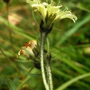 Photographie n°60143 du taxon Hieracium intybaceum All. [1773]