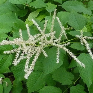 Photographie n°60151 du taxon Aruncus dioicus (Walter) Fernald [1939]