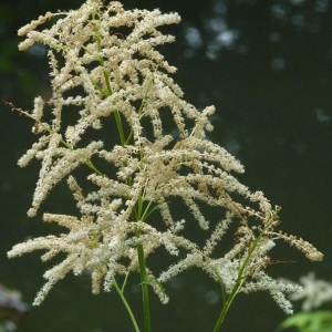 Photographie n°60152 du taxon Aruncus dioicus (Walter) Fernald [1939]