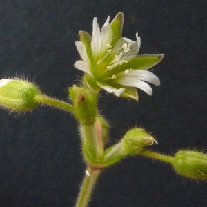 Photographie n°60157 du taxon Cerastium pumilum Curtis [1777]