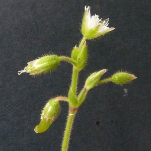Photographie n°60158 du taxon Cerastium pumilum Curtis [1777]