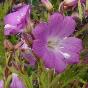 Photographie n°60159 du taxon Epilobium hirsutum L.