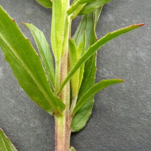 Photographie n°60160 du taxon Epilobium tetragonum subsp. tetragonum