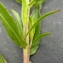  Bertrand BUI - Epilobium tetragonum subsp. tetragonum