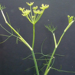 Photographie n°60162 du taxon Foeniculum vulgare Mill. [1768]