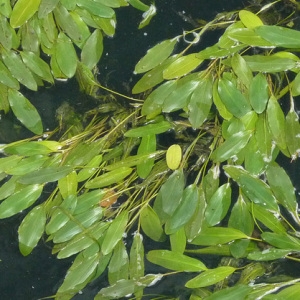 Photographie n°60168 du taxon Potamogeton nodosus Poir. [1816]