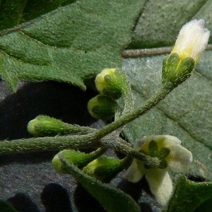 Photographie n°60170 du taxon Solanum nigrum L. [1753]
