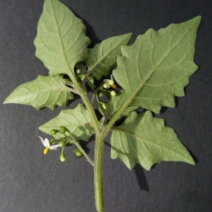Photographie n°60171 du taxon Solanum nigrum L. [1753]