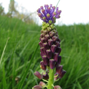 Photographie n°60179 du taxon Muscari comosum (L.) Mill.