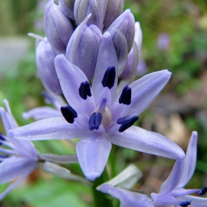 Photographie n°60187 du taxon Scilla lilio-hyacinthus L. [1753]