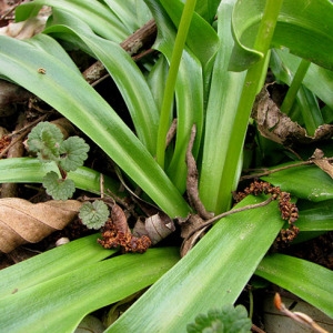 Photographie n°60188 du taxon Scilla lilio-hyacinthus L. [1753]