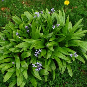 Photographie n°60189 du taxon Scilla lilio-hyacinthus L. [1753]