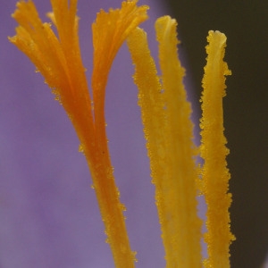 Photographie n°60199 du taxon Crocus nudiflorus Sm. [1798]