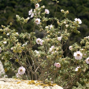 Photographie n°60227 du taxon Lavatera maritima Gouan [1773]