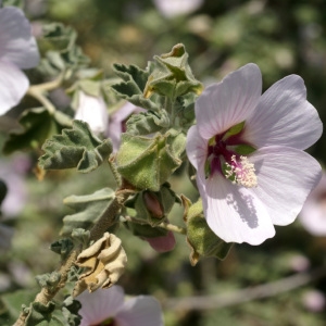 Photographie n°60228 du taxon Lavatera maritima Gouan [1773]