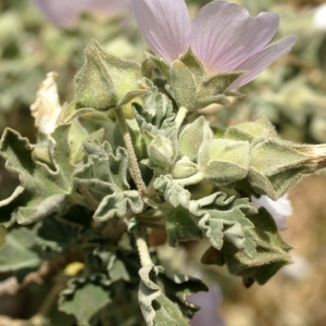 Photographie n°60229 du taxon Lavatera maritima Gouan [1773]