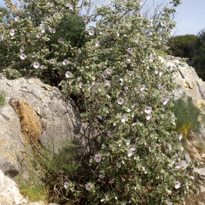 Photographie n°60233 du taxon Lavatera maritima Gouan [1773]