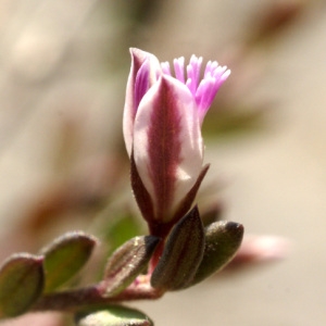 Photographie n°60285 du taxon Polygala rupestris Pourr. [1788]