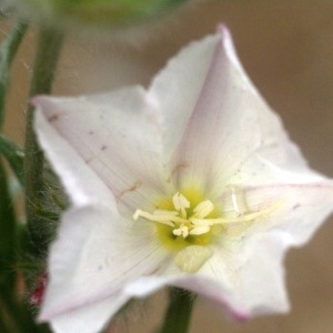 Photographie n°60309 du taxon Convolvulus lanuginosus Desr. [1792]