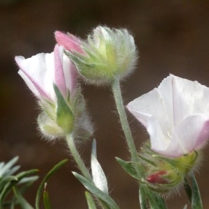 Photographie n°60311 du taxon Convolvulus lanuginosus Desr. [1792]