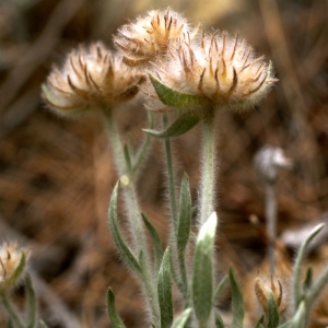 Photographie n°60315 du taxon Convolvulus lanuginosus Desr. [1792]