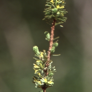 Photographie n°60329 du taxon Thymelaea sanamunda All. [1785]