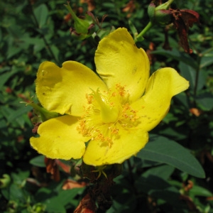 Photographie n°60336 du taxon Hypericum calycinum L.