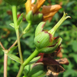 Photographie n°60337 du taxon Hypericum calycinum L.