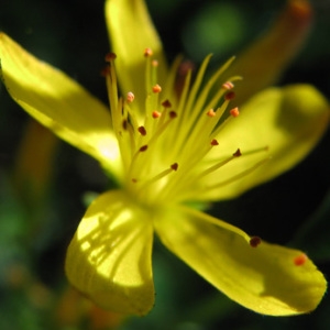 Photographie n°60349 du taxon Hypericum pulchrum L. [1753]