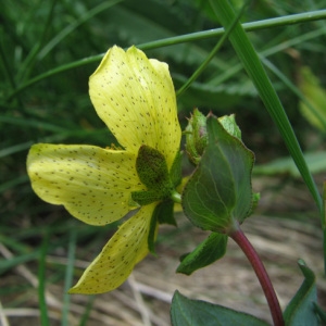 Photographie n°60352 du taxon Hypericum richeri subsp. burseri (DC.) Nyman [1878]