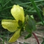  Catherine MAHYEUX - Hypericum richeri subsp. burseri (DC.) Nyman [1878]