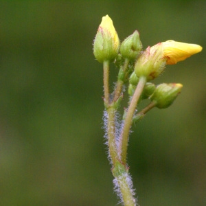 Photographie n°60366 du taxon Hypericum elodes L. [1759]