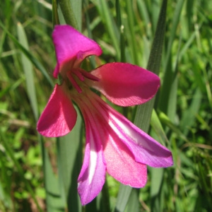 Photographie n°60368 du taxon Gladiolus italicus Mill. [1768]