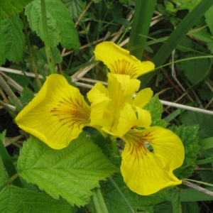 Photographie n°60373 du taxon Iris pseudacorus L. [1753]